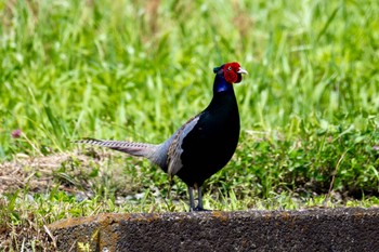 Green Pheasant Akigase Park Tue, 5/14/2024