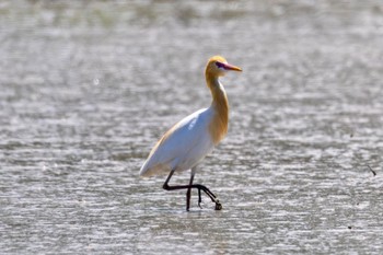 Eastern Cattle Egret Akigase Park Tue, 5/14/2024