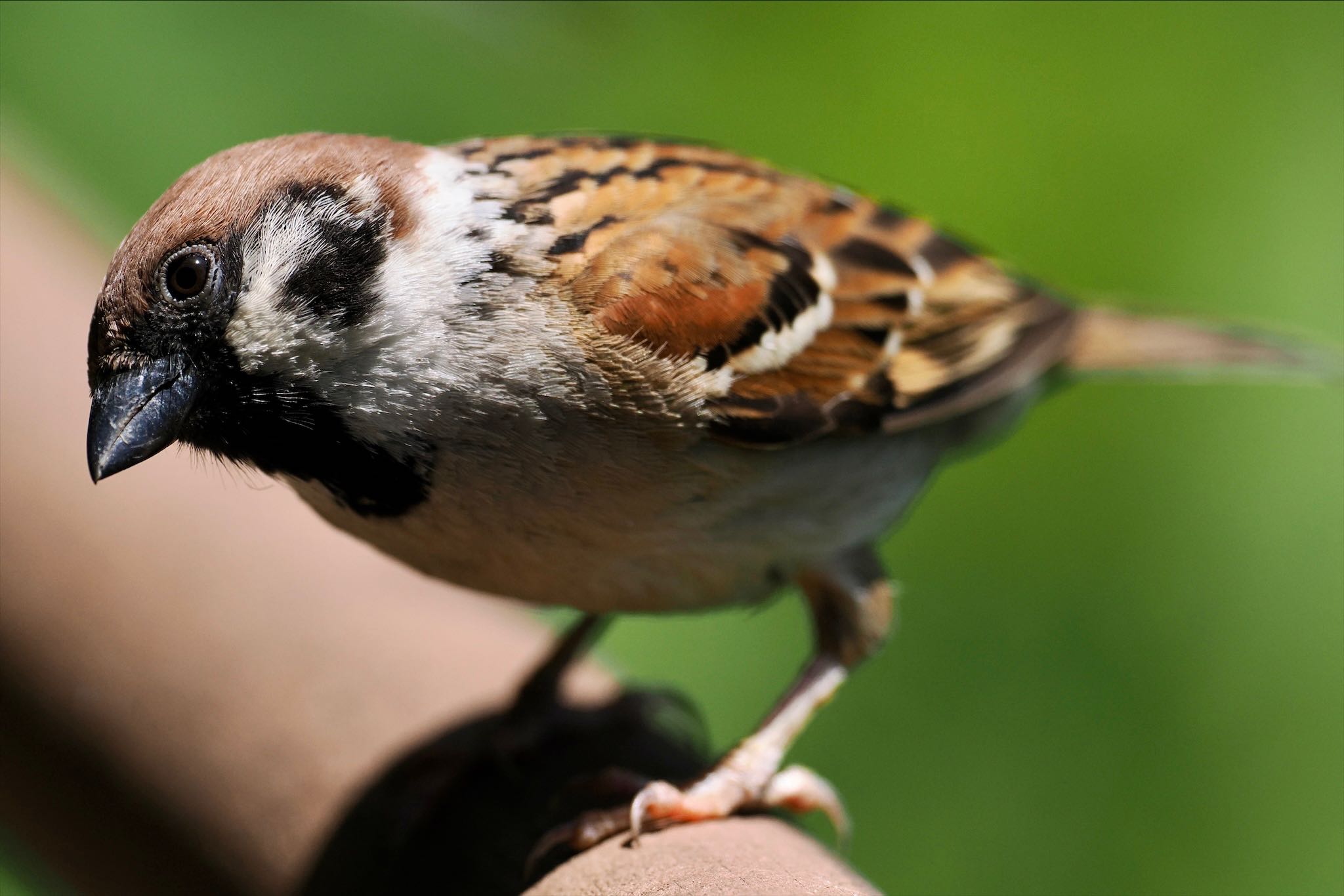 Photo of Eurasian Tree Sparrow at 千鳥ヶ淵 by とりとり