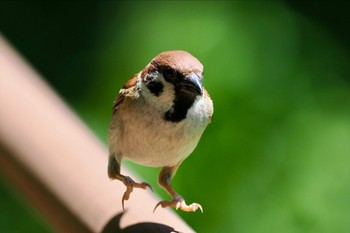 Eurasian Tree Sparrow 千鳥ヶ淵 Sat, 5/11/2024