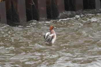 Eurasian Wigeon 石狩 茨戸川 Sat, 4/20/2024