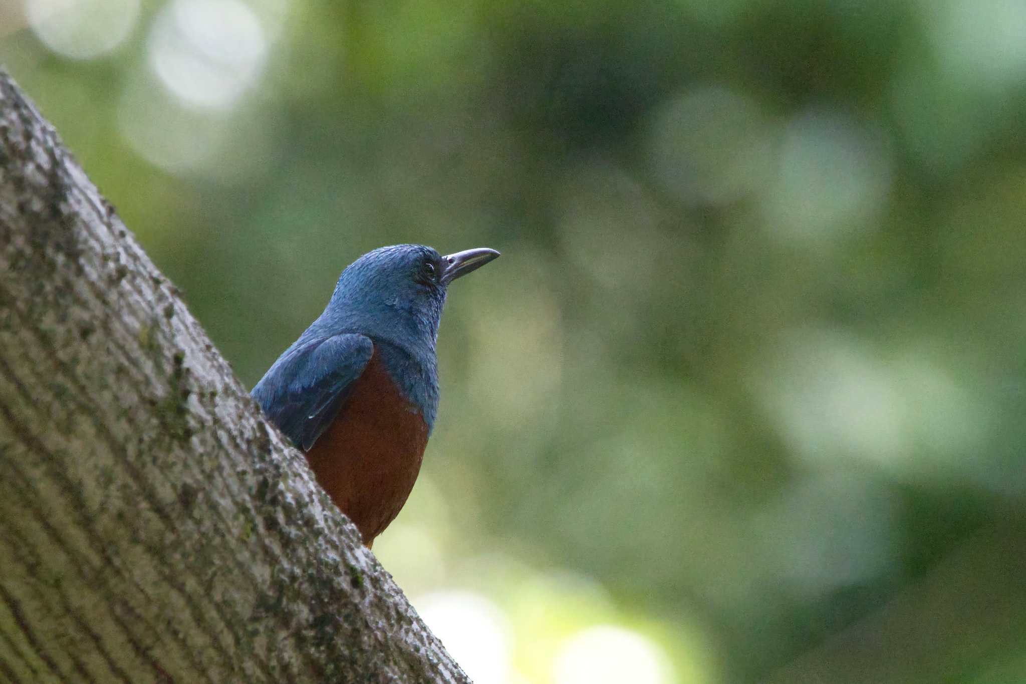 Photo of Blue Rock Thrush at 和歌山城公園 by アカウント15049