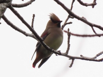 Japanese Waxwing 常盤公園(山口県宇部市) Fri, 2/23/2024