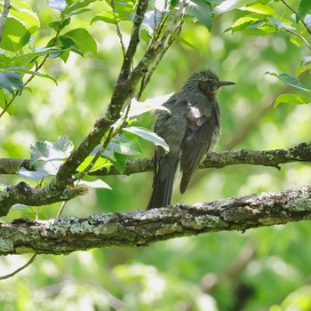 Brown-eared Bulbul Hayatogawa Forest Road Sat, 5/11/2024