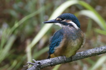 2024年5月14日(火) ギャザリアビオガーデン　フジクラ木場千年の森の野鳥観察記録