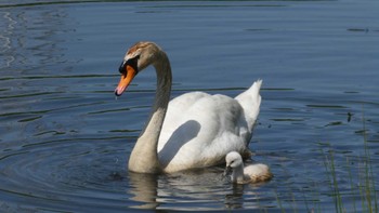 Mute Swan 北柏ふるさと公園 Sun, 5/5/2024