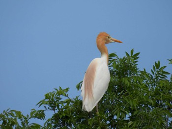 Eastern Cattle Egret 打上川治水緑地 Thu, 5/2/2024