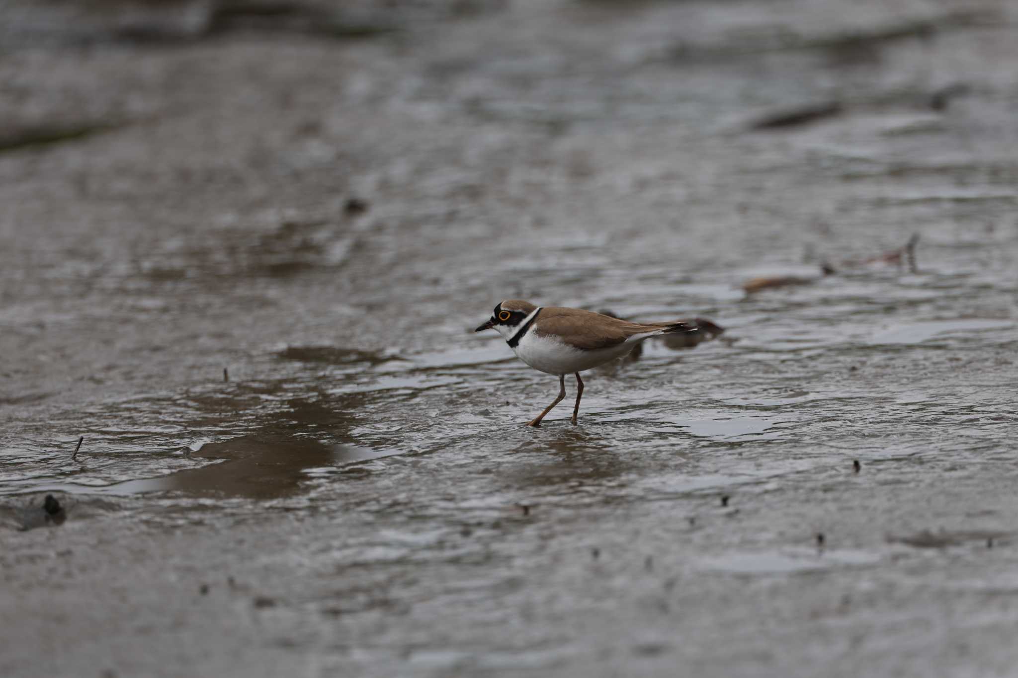 Little Ringed Plover