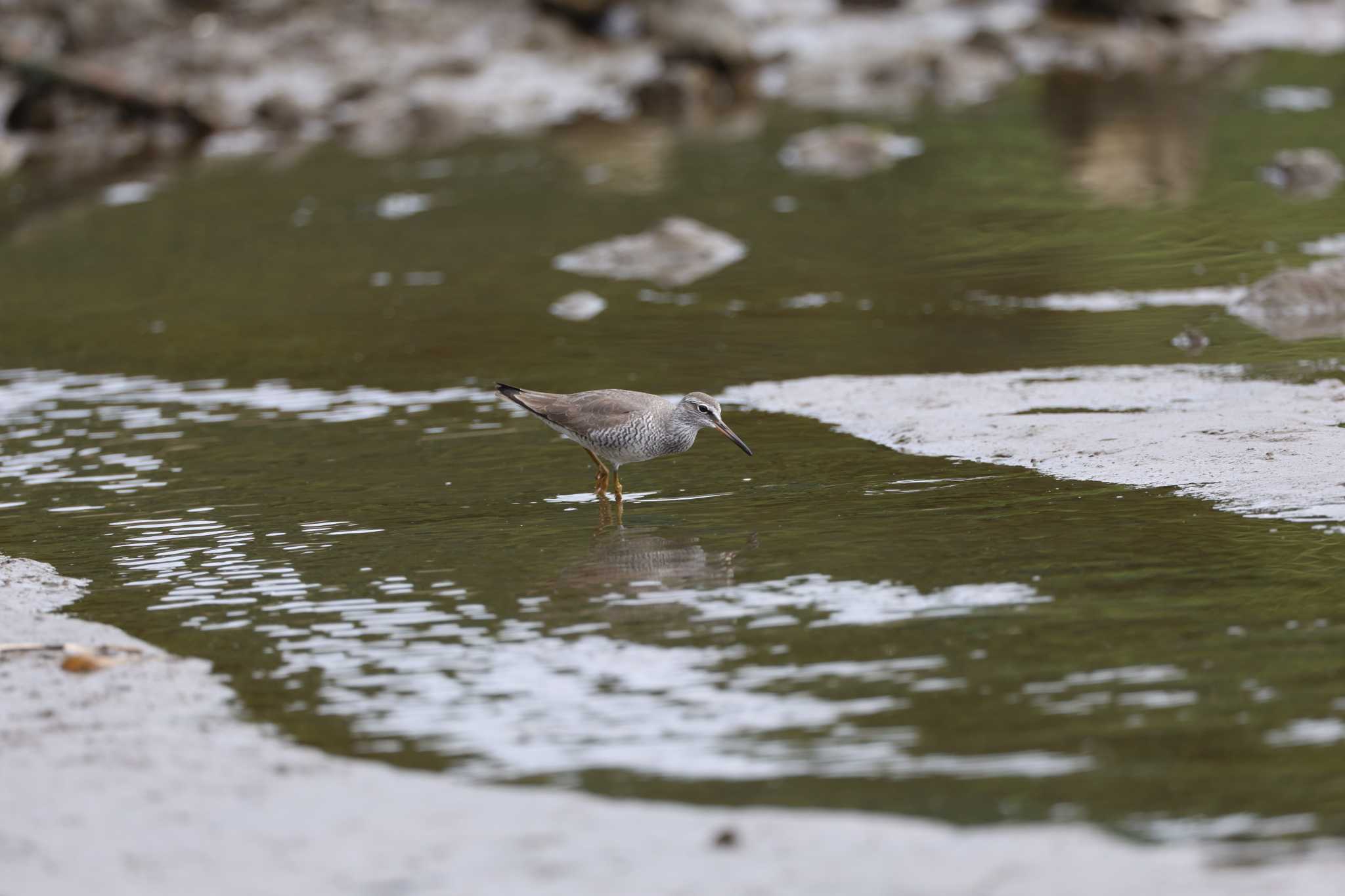 Grey-tailed Tattler