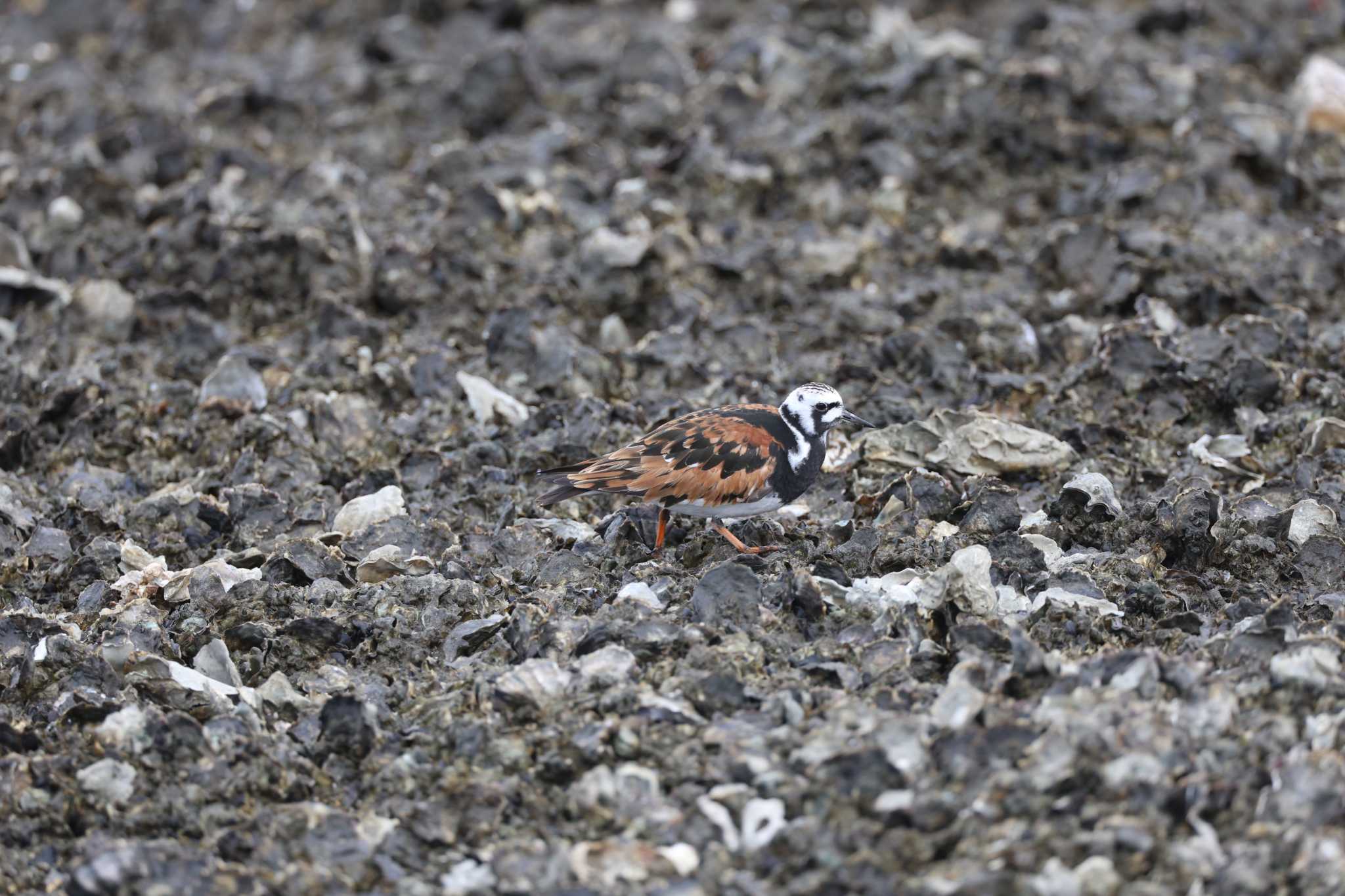 Ruddy Turnstone