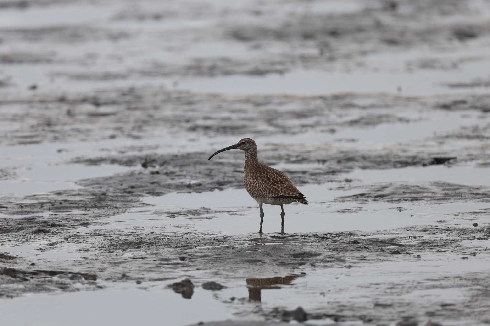 Photo of Eurasian Whimbrel at Kasai Rinkai Park by bobobobo09