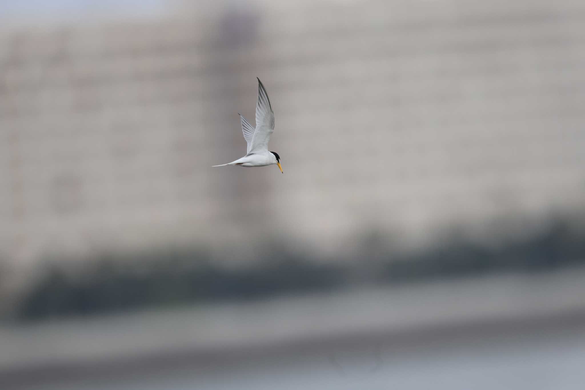 Little Tern