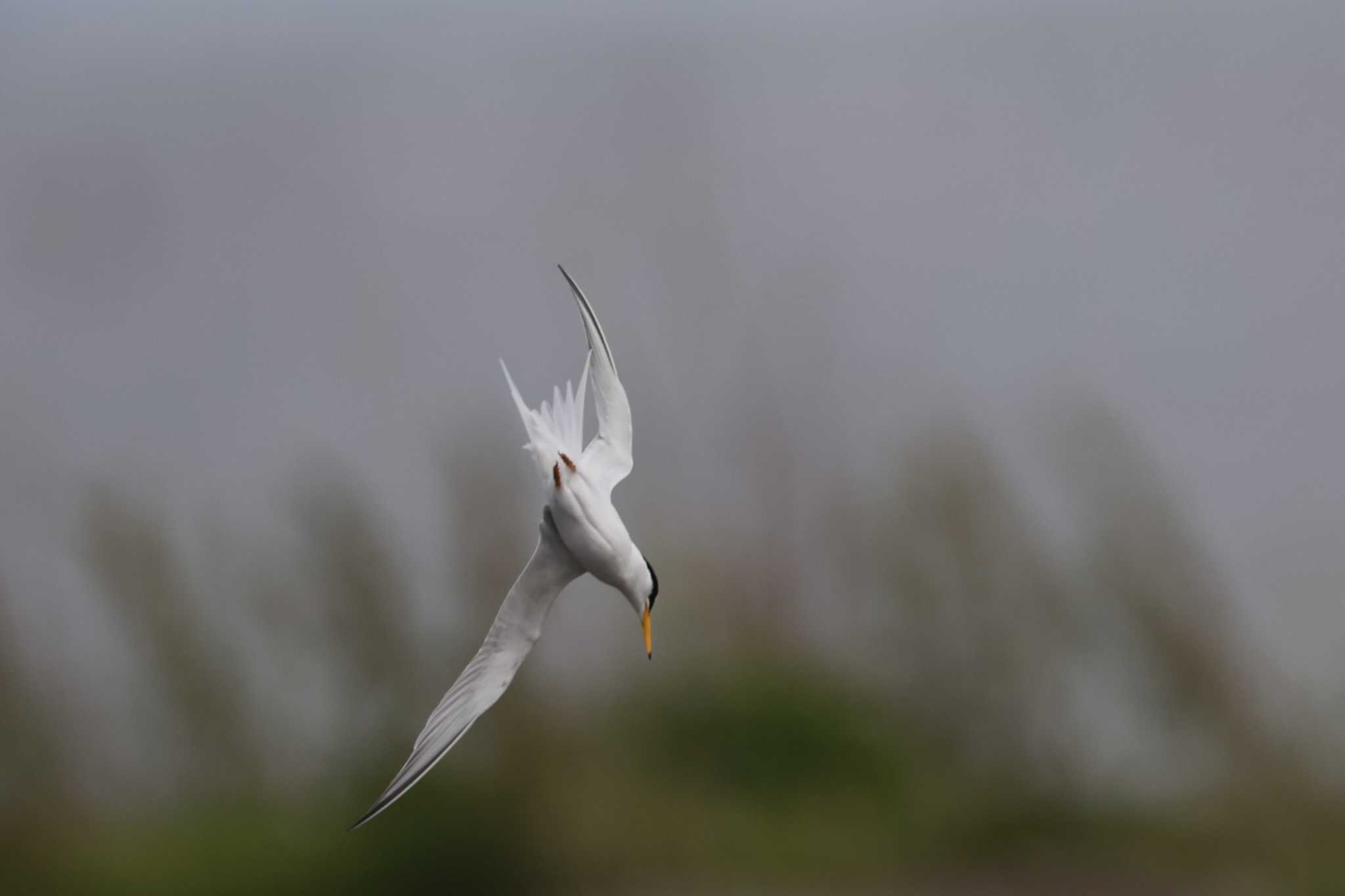 Little Tern