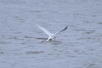 2024年5月12日(日) 葛西臨海公園の野鳥観察記録