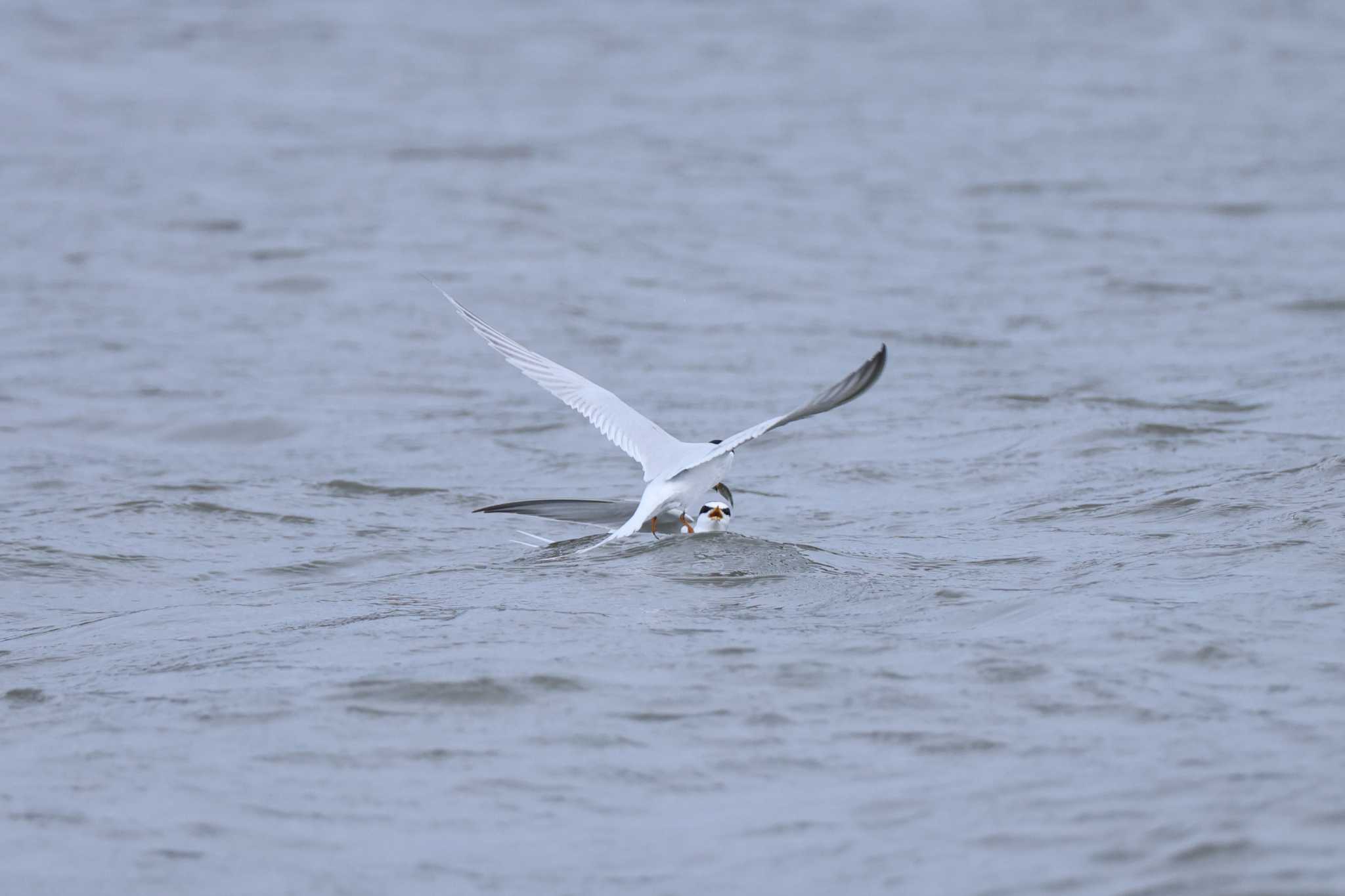 Little Tern