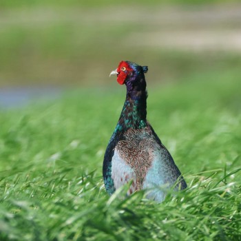 Thu, 5/9/2024 Birding report at 長久手(愛知県)