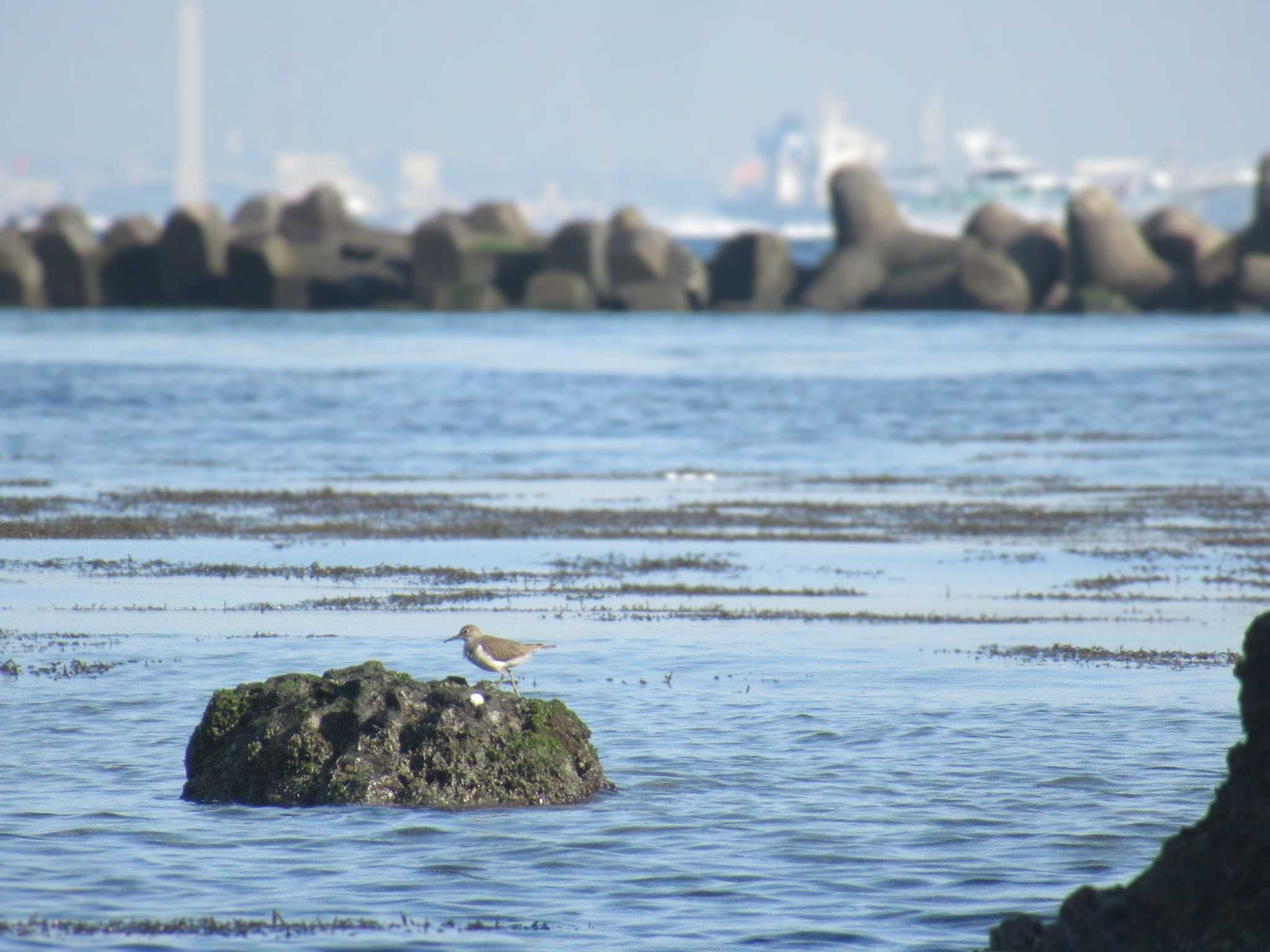 Photo of Common Sandpiper at 走水海岸 by kohukurou