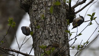 Eurasian Nuthatch Togakushi Forest Botanical Garden Sun, 5/12/2024