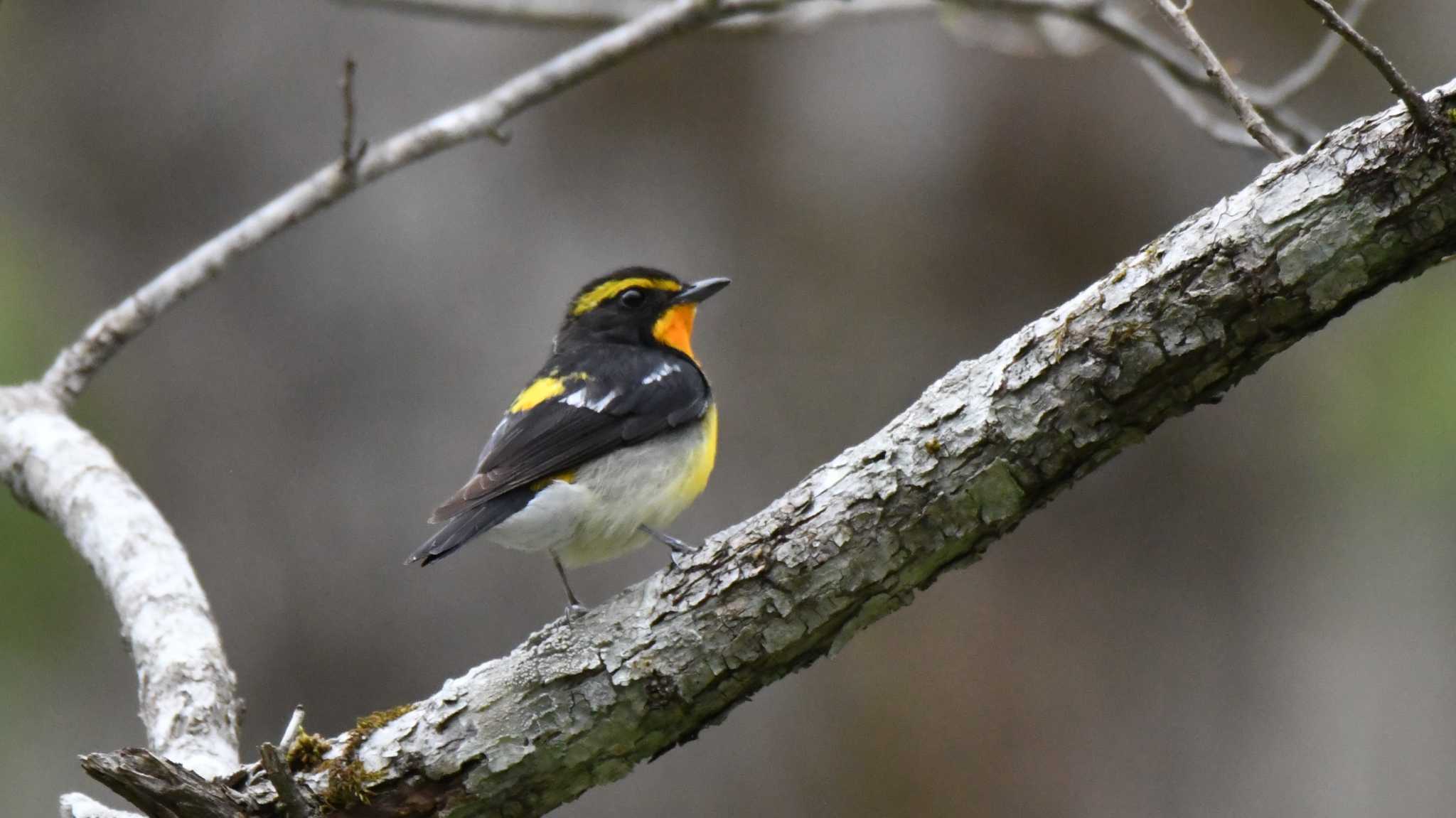 Photo of Narcissus Flycatcher at Togakushi Forest Botanical Garden by ao1000