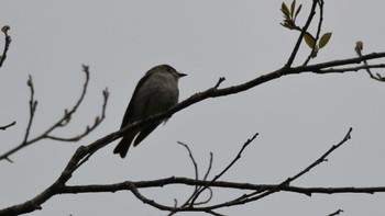 Asian Brown Flycatcher Togakushi Forest Botanical Garden Sun, 5/12/2024