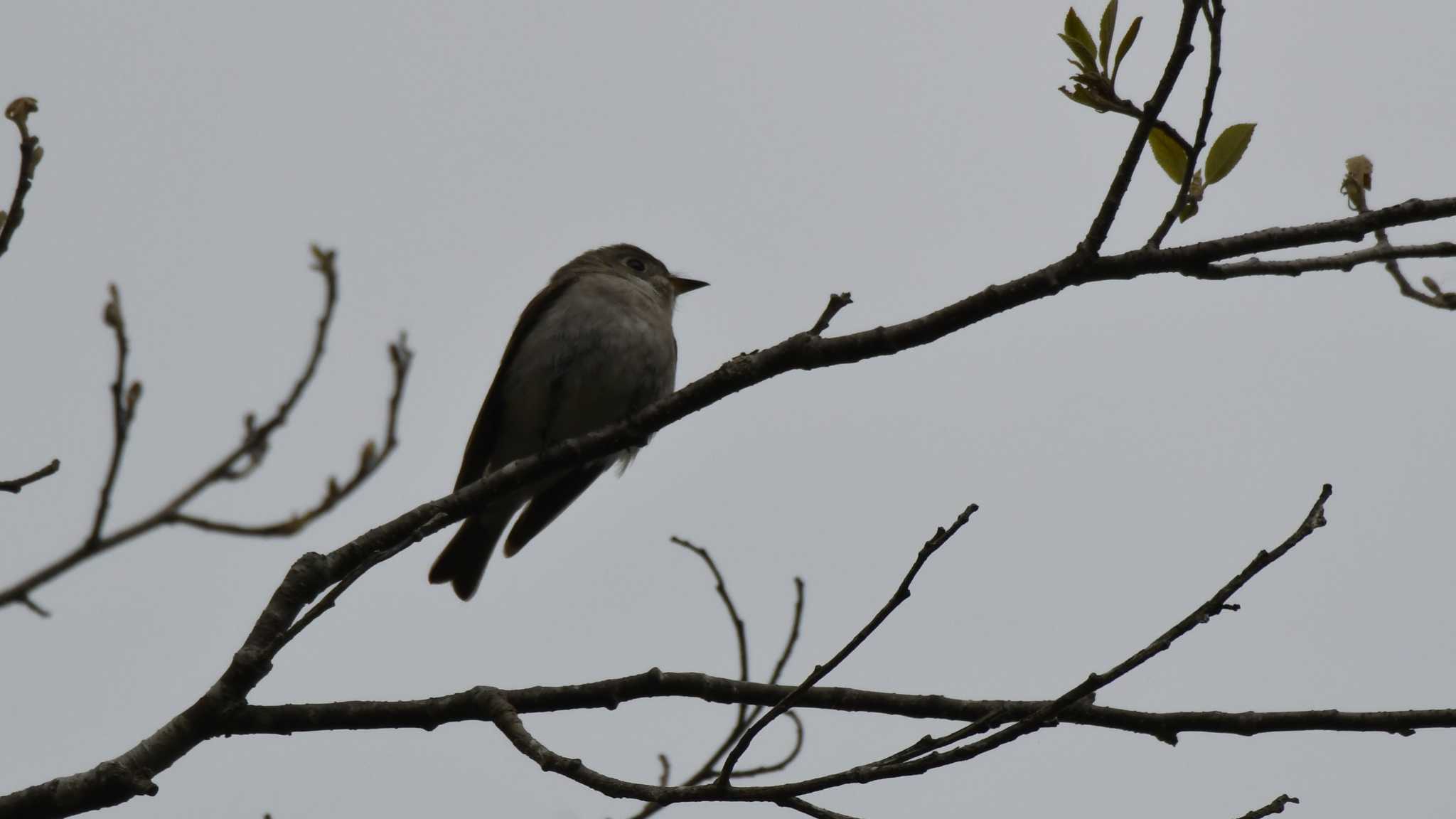 Asian Brown Flycatcher