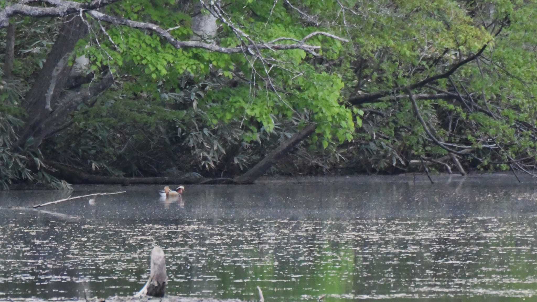 Mandarin Duck