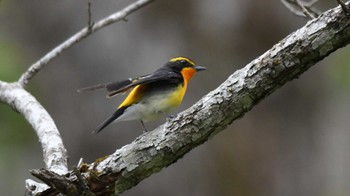 Narcissus Flycatcher Togakushi Forest Botanical Garden Sun, 5/12/2024