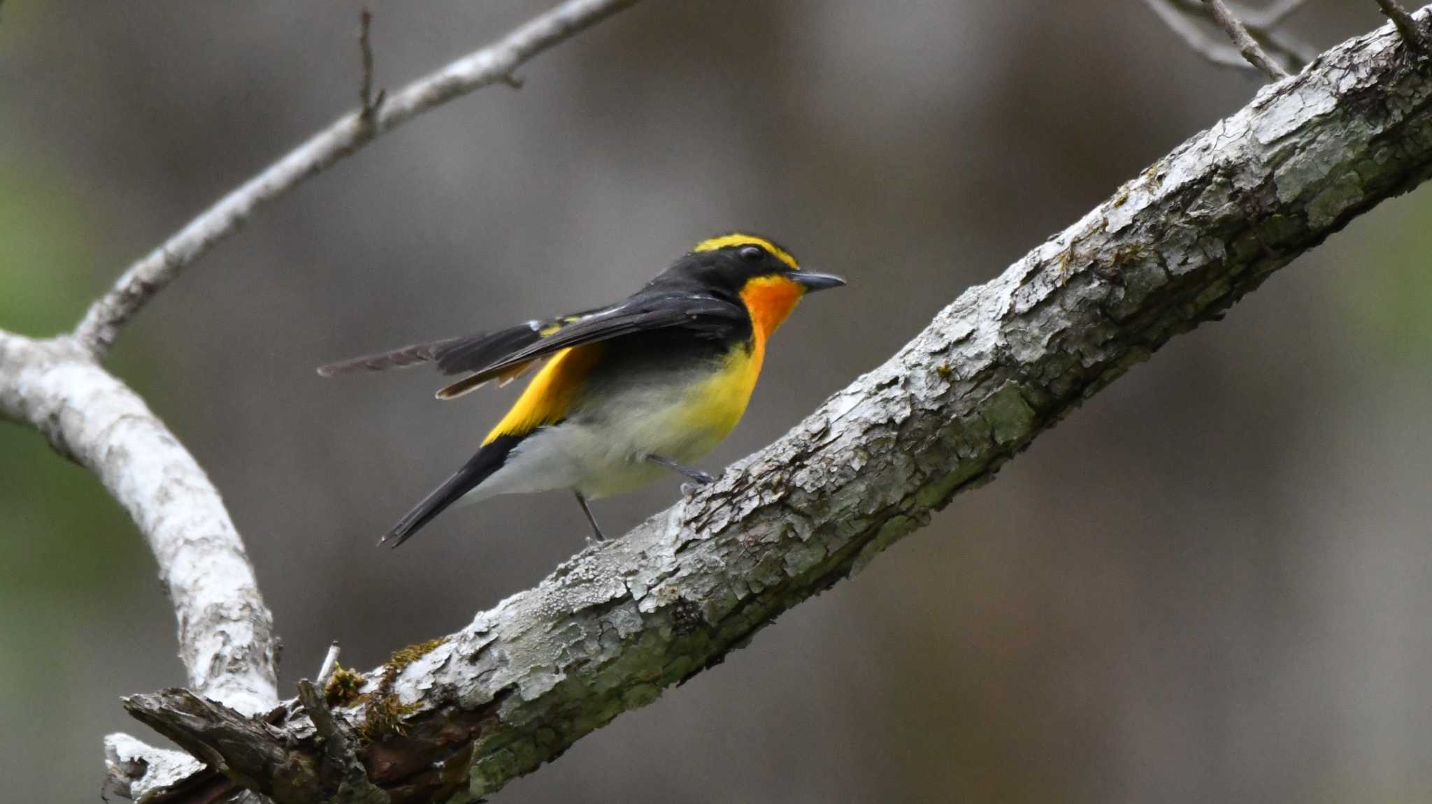 Narcissus Flycatcher