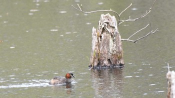 Little Grebe Togakushi Forest Botanical Garden Sun, 5/12/2024