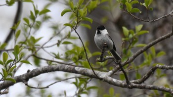 Willow Tit Togakushi Forest Botanical Garden Sun, 5/12/2024