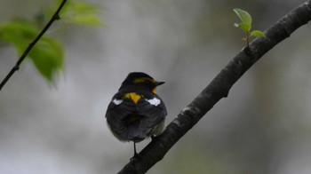 Narcissus Flycatcher Togakushi Forest Botanical Garden Sun, 5/12/2024