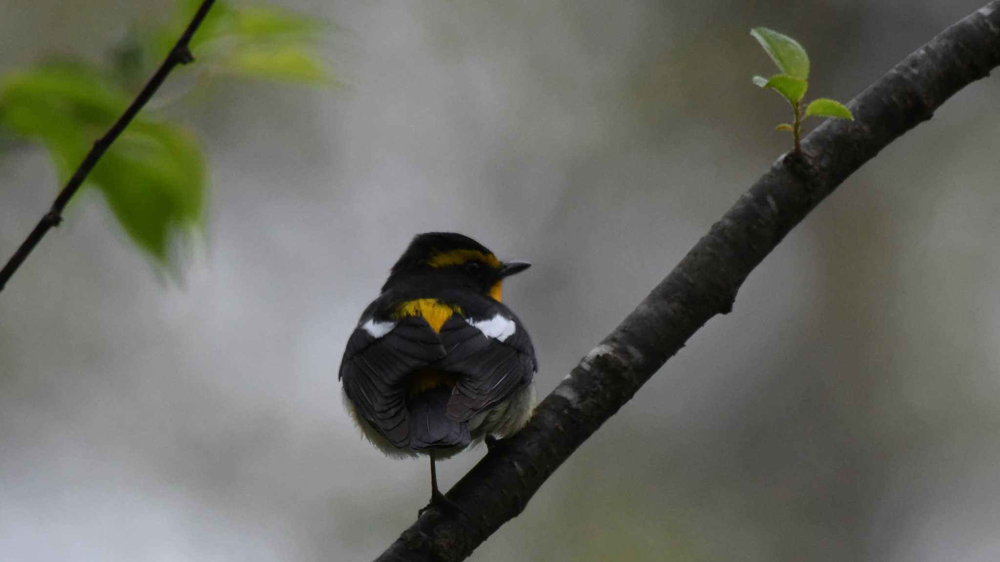 Photo of Narcissus Flycatcher at Togakushi Forest Botanical Garden by ao1000