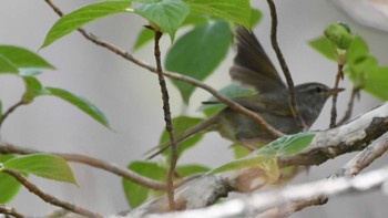 Japanese Bush Warbler Togakushi Forest Botanical Garden Sun, 5/12/2024