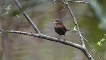 Eurasian Wren Togakushi Forest Botanical Garden Sun, 5/12/2024