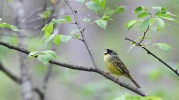 Masked Bunting Togakushi Forest Botanical Garden Sun, 5/12/2024