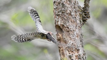 White-backed Woodpecker Togakushi Forest Botanical Garden Sun, 5/12/2024