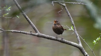 ミソサザイ 戸隠森林植物園(戸隠森林公園) 2024年5月12日(日)