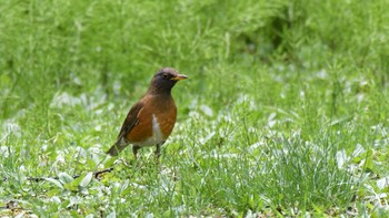 Brown-headed Thrush Togakushi Forest Botanical Garden Sun, 5/12/2024