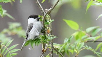 Willow Tit Togakushi Forest Botanical Garden Sun, 5/12/2024