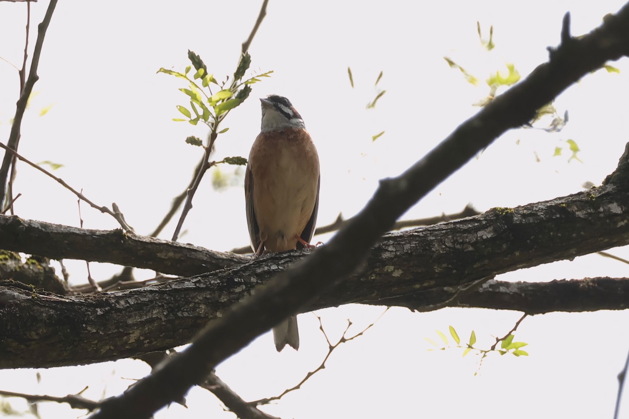 Photo of Meadow Bunting at Hayatogawa Forest Road by ToriaTama