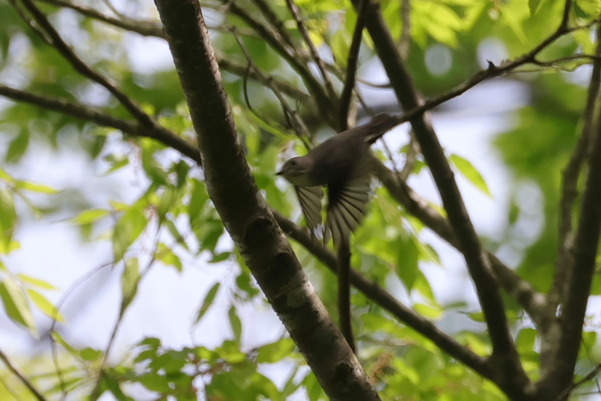 Asian Brown Flycatcher