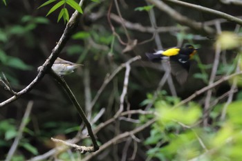 Narcissus Flycatcher Hayatogawa Forest Road Mon, 4/29/2024