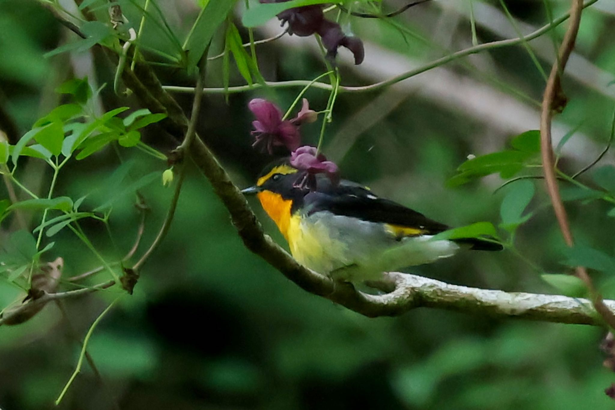 Photo of Narcissus Flycatcher at Hayatogawa Forest Road by ToriaTama