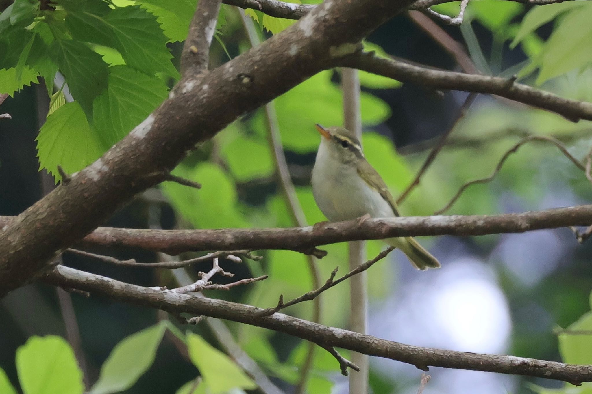 Photo of Eastern Crowned Warbler at Hayatogawa Forest Road by ToriaTama