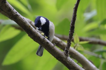 Japanese Tit Hayatogawa Forest Road Mon, 4/29/2024