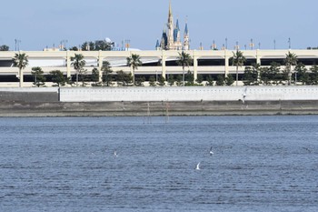 2024年5月14日(火) 葛西臨海公園の野鳥観察記録