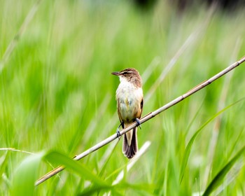 Oriental Reed Warbler 黒浜沼 Tue, 5/14/2024