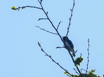 2024年5月14日(火) 福井緑地(札幌市西区)の野鳥観察記録