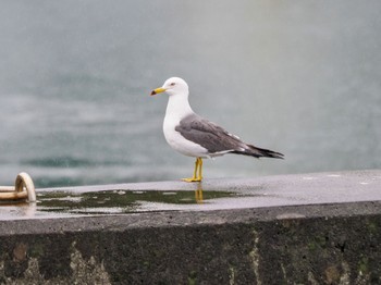 2024年5月1日(水) 三宅島の野鳥観察記録