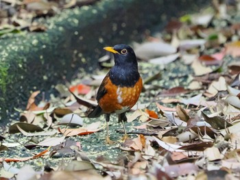 2024年5月1日(水) 三宅島の野鳥観察記録